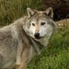 Der Wolf und das Anthropozän Der Wolf und das Anthropozän